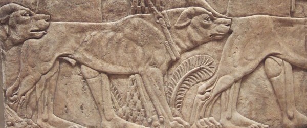 assyrianmastiff