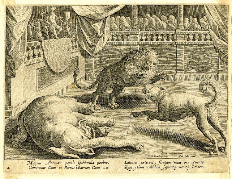 a dog fighting an elephant and a lion