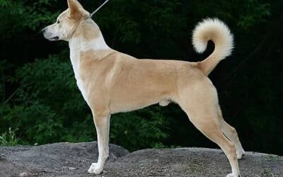 Faith and Dogs: A Divine Connection